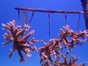Staghorn Coral Cultivation Wallpaper