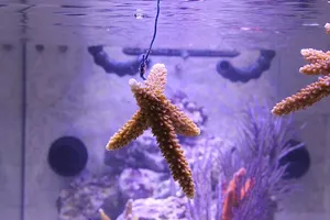 Staghorn Coral Fragment Suspendedin Aquarium Wallpaper