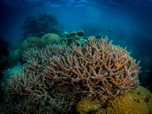 Staghorn Coral Reef Ecosystem Wallpaper