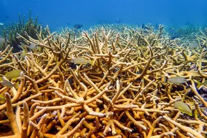 Staghorn Coral Reef Ecosystem Wallpaper