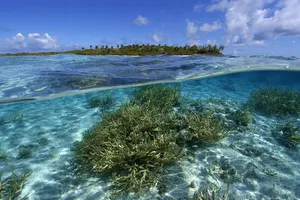 Staghorn Coral Reef Split View Wallpaper