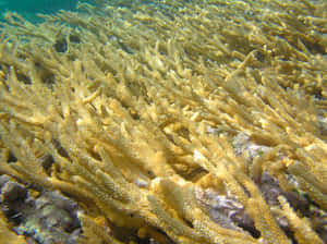 Staghorn Coral Reef Underwater Wallpaper