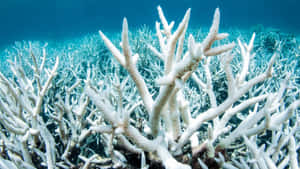Staghorn Coral Reef Underwater Scene Wallpaper