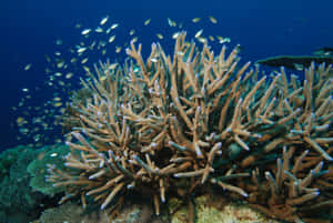 Staghorn Coral Reefwith Fish Wallpaper