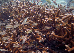 Staghorn Coral Reefwith Fish Wallpaper