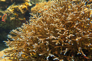 Staghorn Coral Underwater Scene Wallpaper