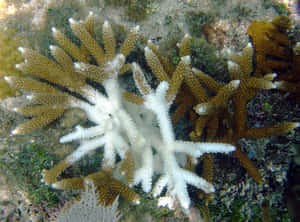 Staghorn Coral Underwater Scene Wallpaper