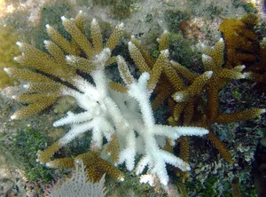 Staghorn Coral Underwater Scene Wallpaper