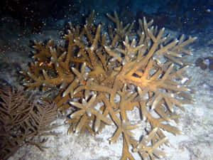 Staghorn Coral Underwater Scene Wallpaper