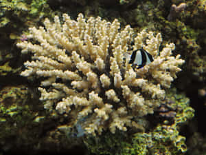 Staghorn Coralwith Tropical Fish Wallpaper