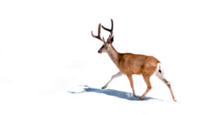 Stagin Snow Winter Wildlife.jpg Wallpaper