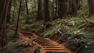 Stairs In Redwood Forest Wallpaper