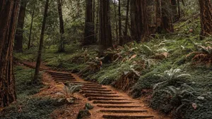 Stairs In Redwood Forest Wallpaper