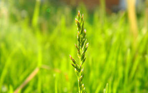 Stalk Of Plant Towering Above A Green Grassy Field Wallpaper