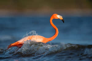 Stand Out With A Bright Flamingo Laptop Wallpaper