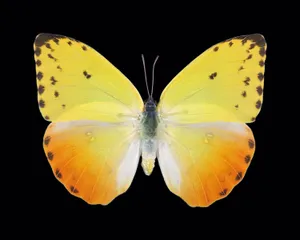 Standing Out In The Crowd With A Splash Of Vibrant Yellow Wallpaper