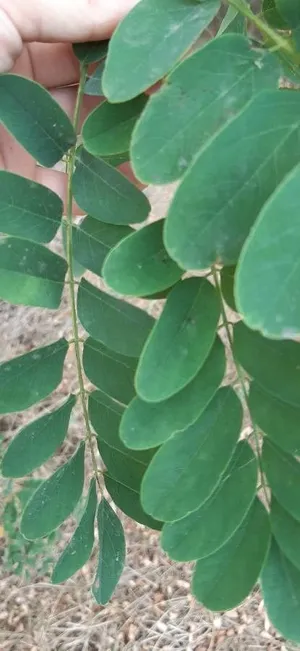 Standing Tall With Black Locust Tree Wallpaper