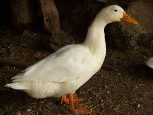 Standing White Duck Wallpaper