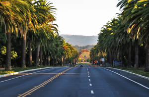 Stanford University Road Wallpaper