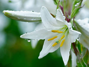 Star-shaped White Lily Wallpaper