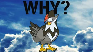 Staraptor Why Wallpaper