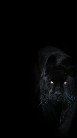 Stare Into The Intensity Of A Cool Black Panther Animal Wallpaper