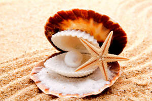 Starfish Inside Seashell Wallpaper