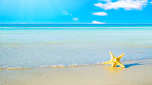 Starfish On Sunny Beach Wallpaper