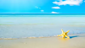 Starfish On Sunny Beach Wallpaper