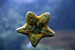 Starfish_ Underwater_ View Wallpaper