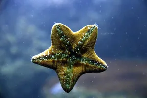 Starfish_ Underwater_ View Wallpaper