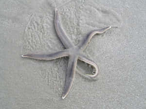 Starfishon Sandy Beach Wallpaper