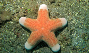 Starfishon Seabed.jpg Wallpaper