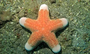 Starfishon Seabed.jpg Wallpaper