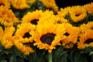 Stargaze Amidst Thousands Of Brilliant Sunflowers Wallpaper