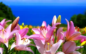 Stargazer Lily Garden Wallpaper