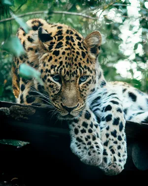 Staring Jaguar Wallpaper