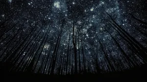 Starry Forest Best Ever Desktop Wallpaper