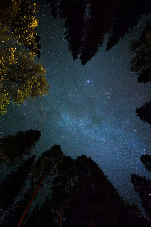 Starry Night Forest Sky Wallpaper