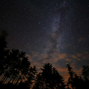 Starry Night Over Forest Wallpaper