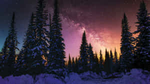 Starry_ Winter_ Night_ Forest_4 K.jpg Wallpaper