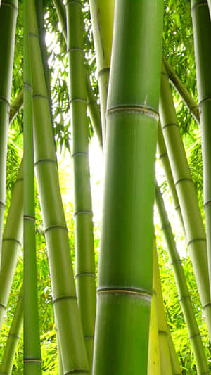 Stay Connected In Style With The Revolutionary Bamboo Phone Wallpaper