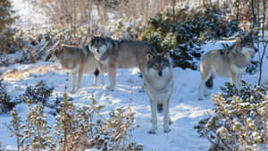 Stay Together, Become Stronger - The Power Of The Wolf Pack Wallpaper