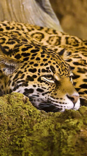 Stay Wild With Animals Iphone Wallpaper