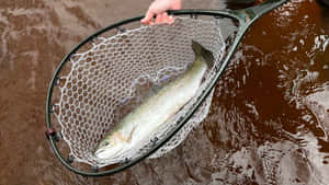 Steelhead Trout Caughtin Net Wallpaper