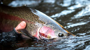 Steelhead Trout Caughtin River Wallpaper