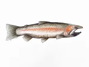 Steelhead Trout Illustration Wallpaper