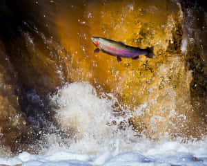 Steelhead Trout Leaping River Obstacle.jpg Wallpaper