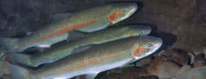 Steelhead Trout School Underwater Wallpaper