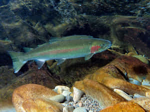 Steelhead Trout Underwater Wallpaper